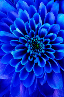 Foto van Annie De Backer